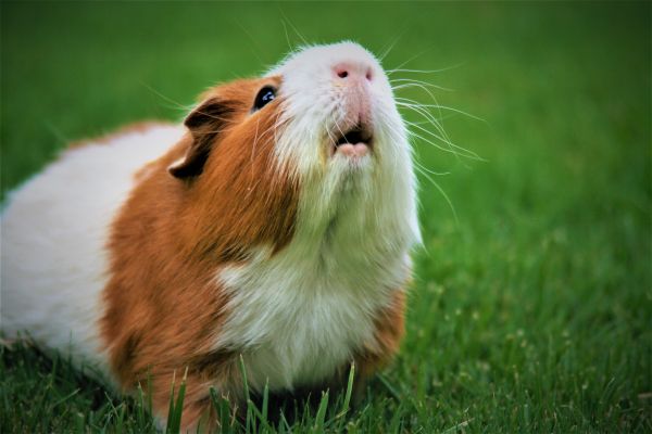 guinea pig Wallpaper 3456x2304