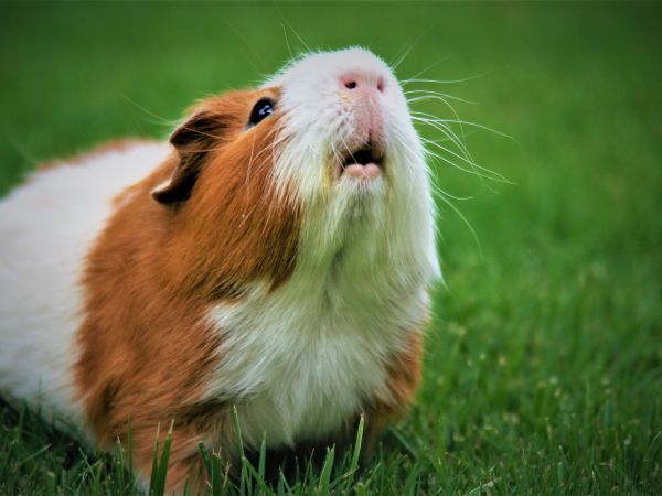 guinea pig Wallpaper 1024x768