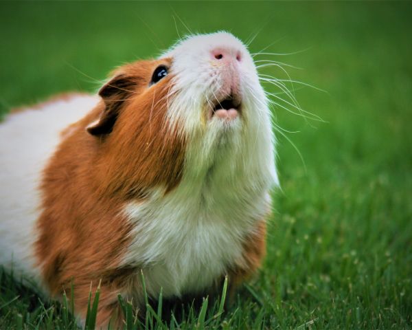 guinea pig Wallpaper 1280x1024