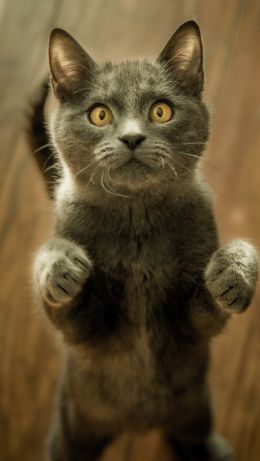 kitten, look Wallpaper 640x1136