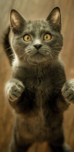 kitten, look Wallpaper 1440x2960