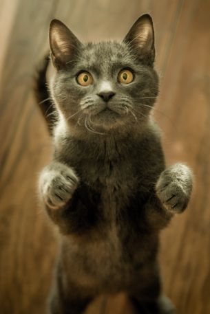 kitten, look Wallpaper 640x960