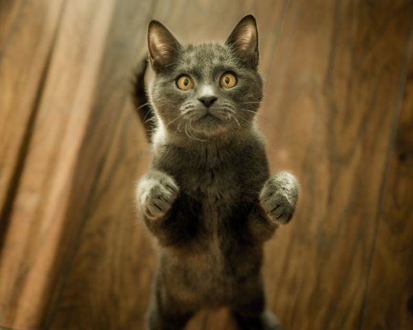 kitten, look Wallpaper 1280x1024