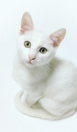 cat, look Wallpaper 600x1024