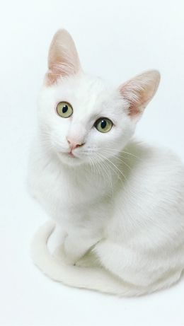 cat, look Wallpaper 640x1136