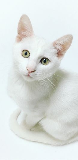 cat, look Wallpaper 1080x2220