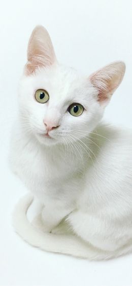 cat, look Wallpaper 828x1792