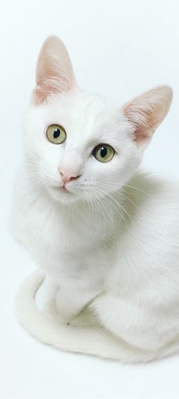 cat, look Wallpaper 1080x2400