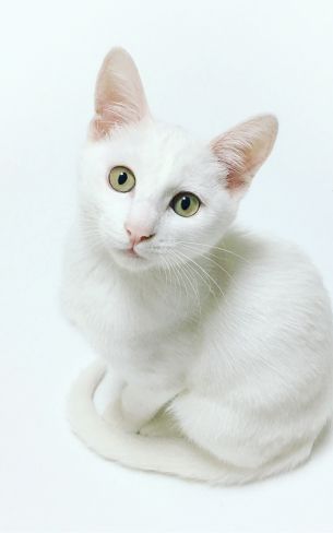 cat, look Wallpaper 800x1280