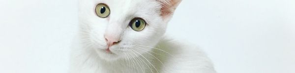 cat, look Wallpaper 1590x400