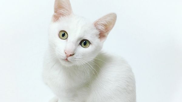 cat, look Wallpaper 2560x1440