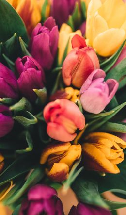 tulips, bright Wallpaper 600x1024