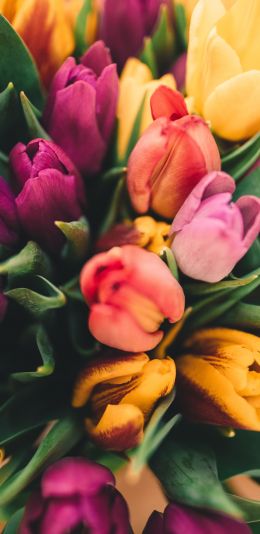 tulips, bright Wallpaper 1440x2960
