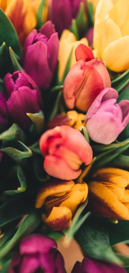 tulips, bright Wallpaper 1080x2280