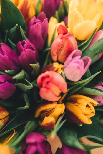 tulips, bright Wallpaper 640x960