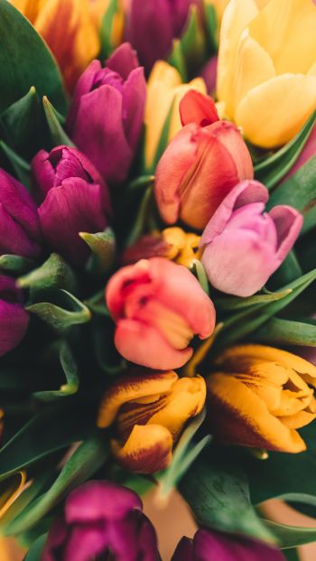 tulips, bright Wallpaper 640x1136