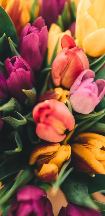 tulips, bright Wallpaper 1080x2220