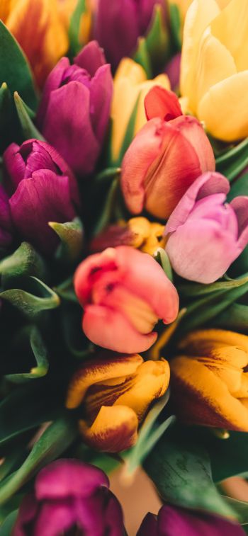 tulips, bright Wallpaper 828x1792
