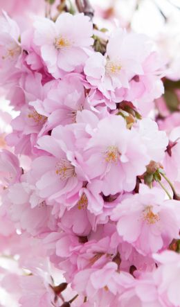 bloom, cherry Wallpaper 600x1024