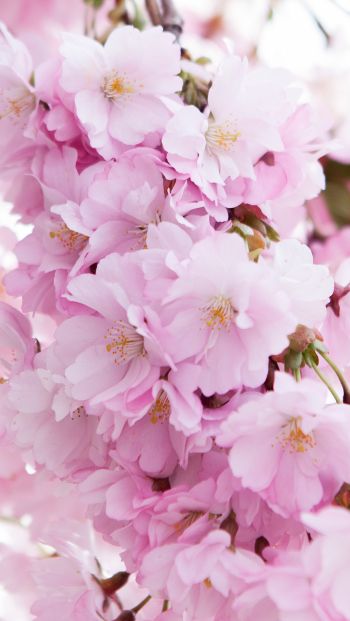 bloom, cherry Wallpaper 640x1136