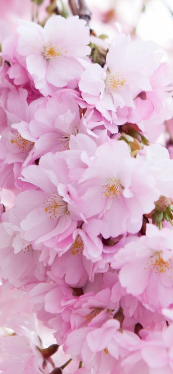 bloom, cherry Wallpaper 828x1792