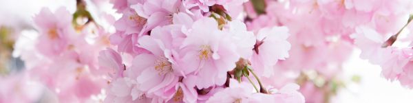 bloom, cherry Wallpaper 1590x400