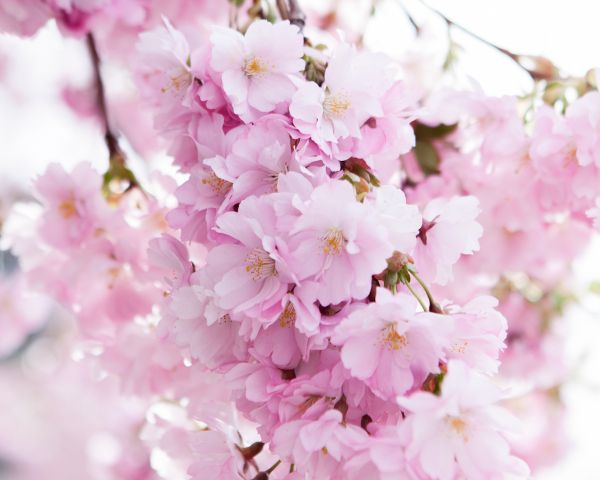 bloom, cherry Wallpaper 1280x1024