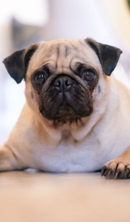 pug, pet Wallpaper 600x1024