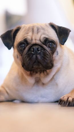 pug, pet Wallpaper 640x1136