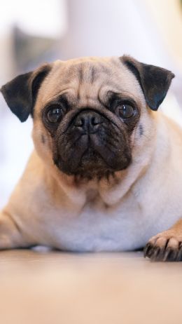 pug, pet Wallpaper 1440x2560