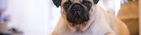 pug, pet Wallpaper 1590x400