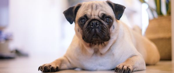 pug, pet Wallpaper 2560x1080