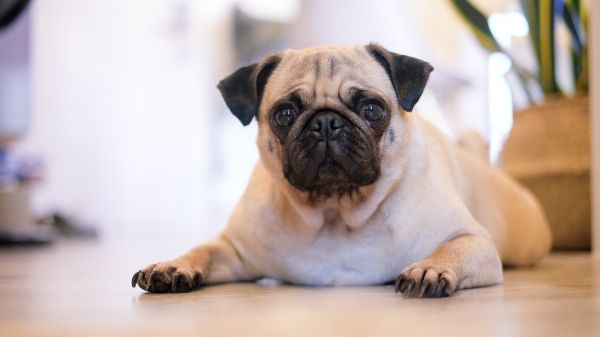 pug, pet Wallpaper 1366x768