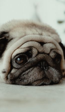 pug, pet Wallpaper 600x1024