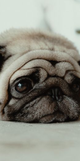 pug, pet Wallpaper 720x1440