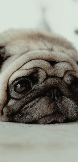 pug, pet Wallpaper 1080x2220