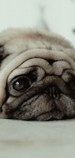 pug, pet Wallpaper 1080x2280