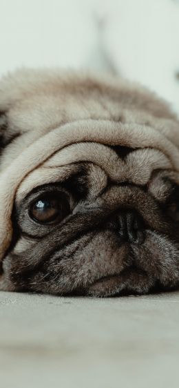 pug, pet Wallpaper 1242x2688