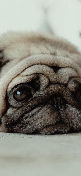 pug, pet Wallpaper 1080x2340