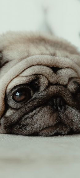 pug, pet Wallpaper 1080x2400