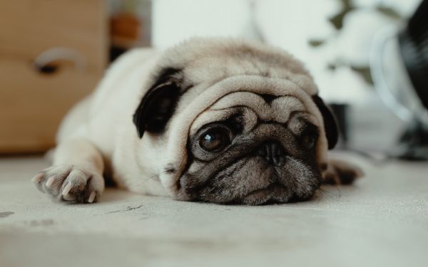 pug, pet Wallpaper 2560x1600