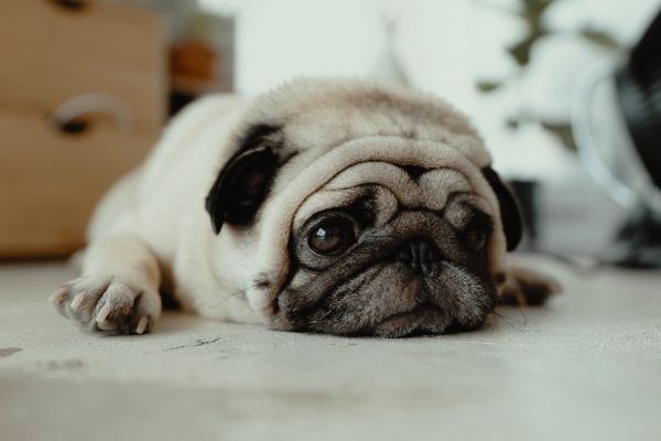 pug, pet Wallpaper 4240x2832