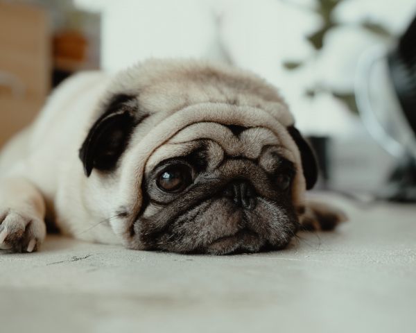 pug, pet Wallpaper 1280x1024