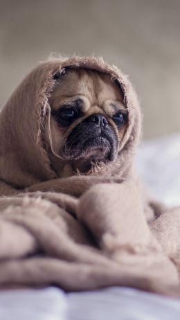 pug, dog Wallpaper 750x1334