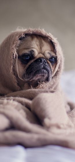 pug, dog Wallpaper 1242x2688