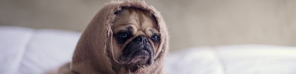 pug, dog Wallpaper 1590x400