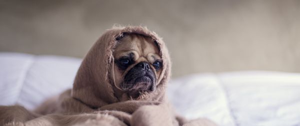 pug, dog Wallpaper 2560x1080