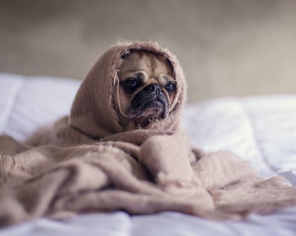 pug, dog Wallpaper 1280x1024