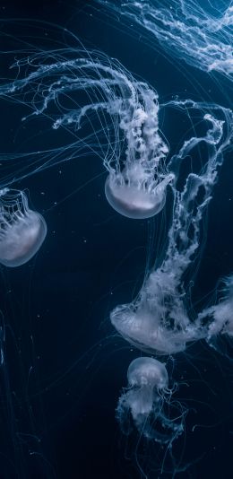 Обои 1080x2220 медузы, подводный мир, беспозвоночные