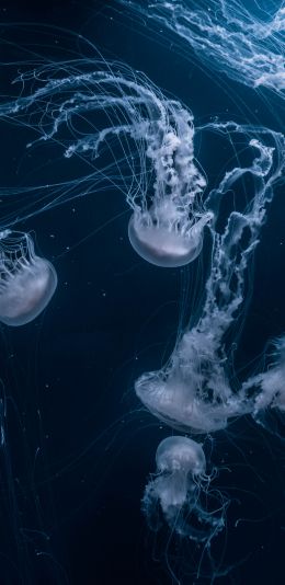 jellyfish, underwater world, invertebrates Wallpaper 1080x2220